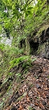 Plants: image 32 Of 208 Thumb